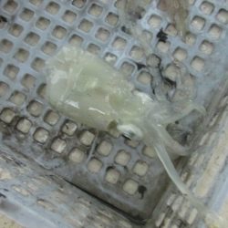 ジギング船 BLUEWATER 釣果