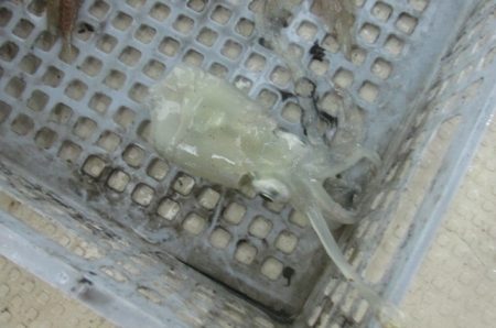 ジギング船 BLUEWATER 釣果