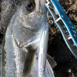 梅雨時の早巻きパターン！佐世保湾シーバス【ずん氏連載 vol.11】