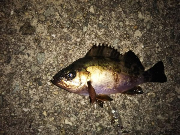 ライトゲーム、？