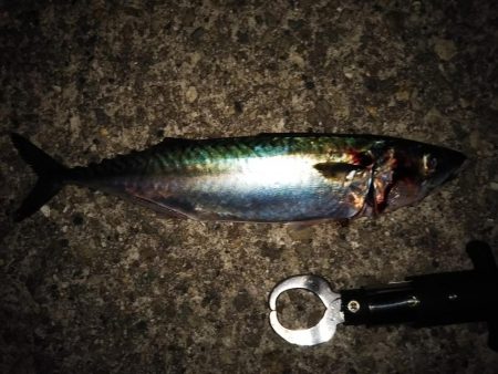 大サバほろ苦デビュー