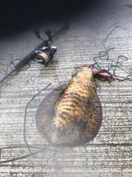 春イカエギング、泉南はまだまだ春イカいけそ…