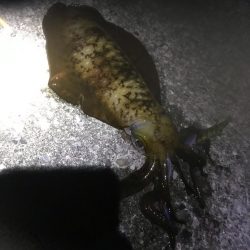 キロアップ春イカまだまだいけそうです