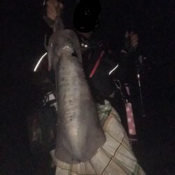 春イカ終盤っぽい中紀でキロアップのアオリイカゲット