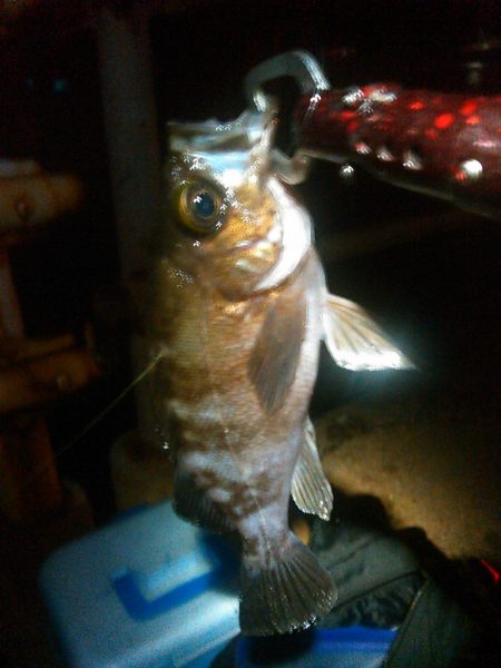 浜名湖 ライトゲーム