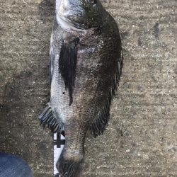 イチノ兄弟、釣果！