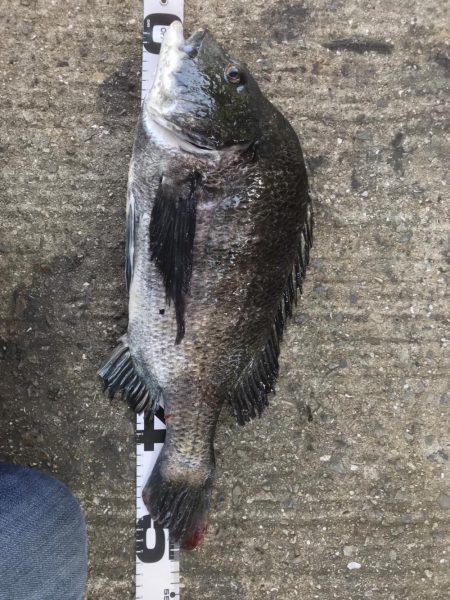 イチノ兄弟、釣果！