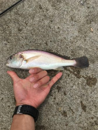 検見川浜の突堤にて