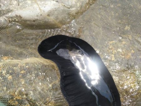 上桂川で若鮎釣り