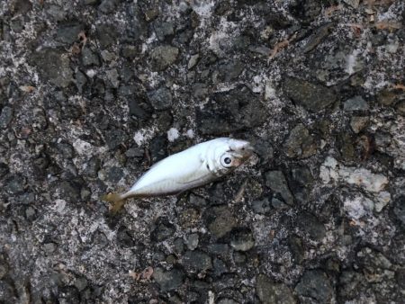 またまたサビキにショアジギング