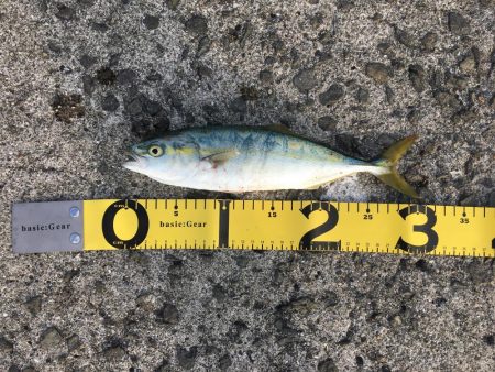 沖の北で青物狙い