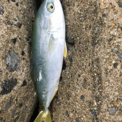 ツバスぼちぼち