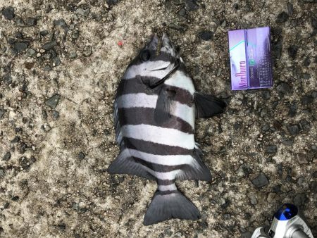 発のサンバソウ