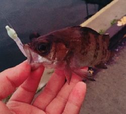 メバル、メバル、アイナメ