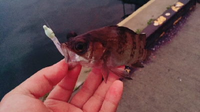 メバル、メバル、アイナメ