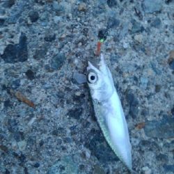 いろいろ小魚GET！！