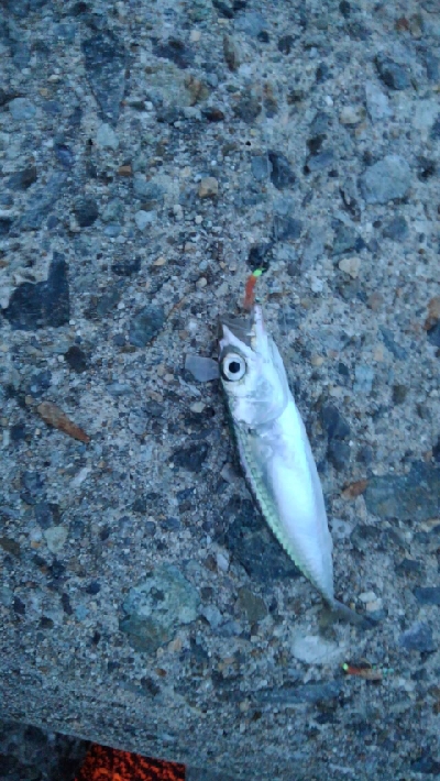 いろいろ小魚GET！！