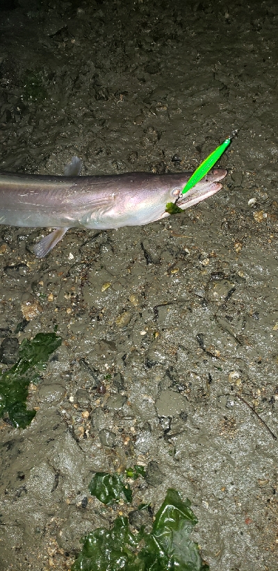 ルアーでまさかの‼þ…