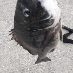 トップチニング