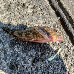 やはりあかんかった