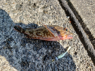 やはりあかんかった