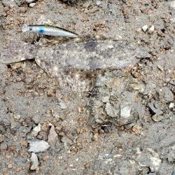 ここて初めての小型ヒラメ