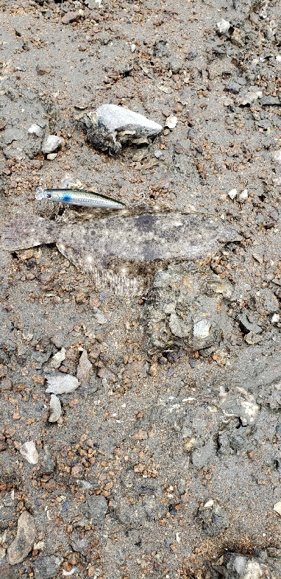 ここて初めての小型ヒラメ