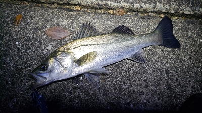 とりあえず一匹