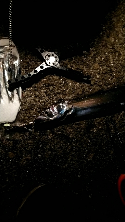 久しぶりのテンヤ