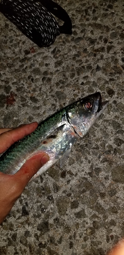 豆あじいっぱい中サバも