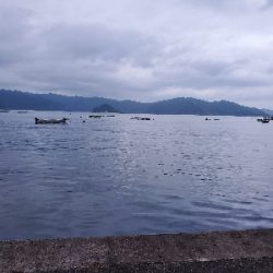 アオリイカを求めて…