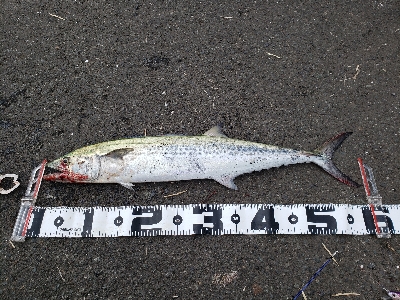 今シーズン初青物‼þ…