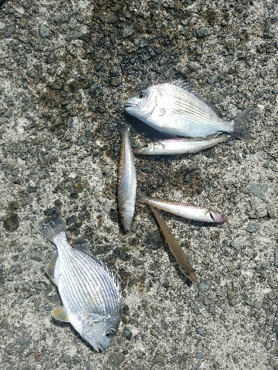 キス釣り　～急な雷雨～