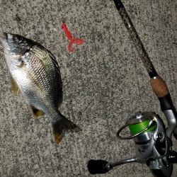 アーバンサイドゲーム‼️