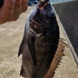 チヌ落としこみ