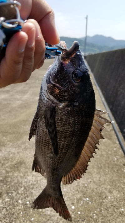 チヌ落としこみ