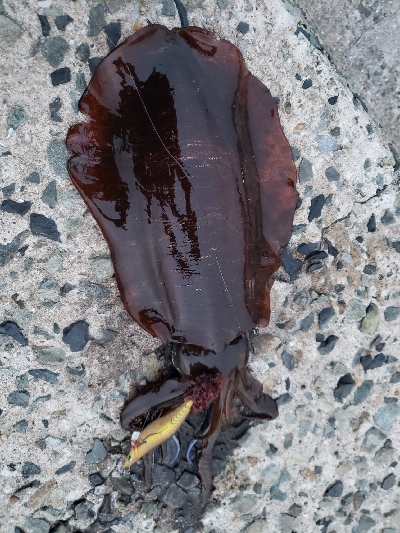 春アオリ！まだまだ！