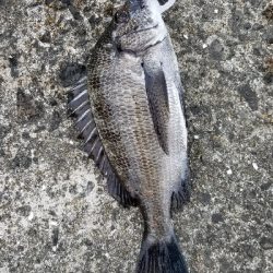 今日もチヌ落としこみ