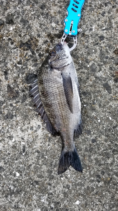 今日もチヌ落としこみ