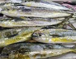 相模湾 夏到来☀️