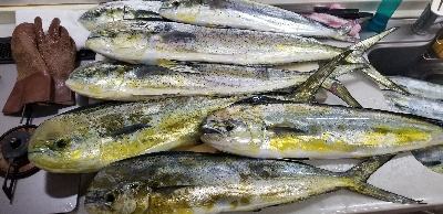 相模湾 夏到来☀️