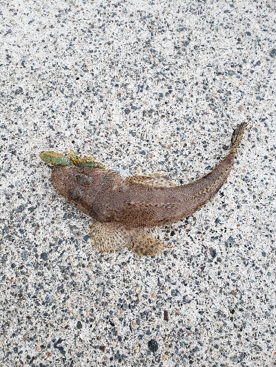 ボトムを探っていたら