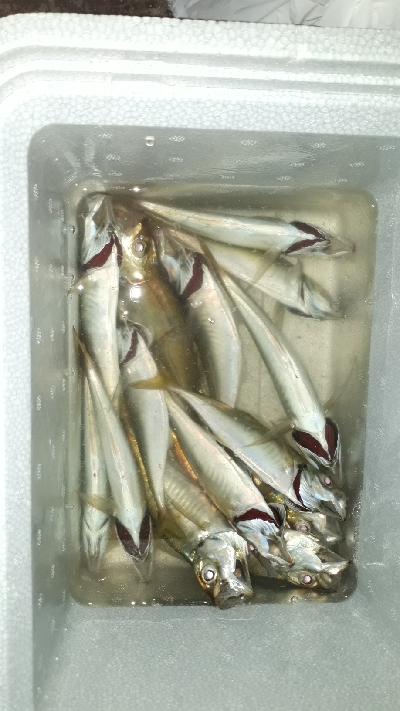 大雨の中でも釣りをする