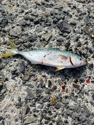 ツバスうじゃうじゃ