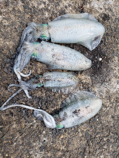 爆風エギング！