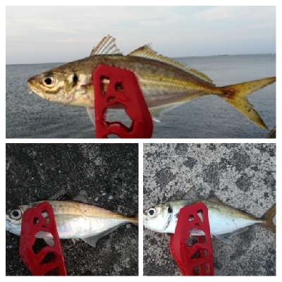 アジンガー1815〜1930