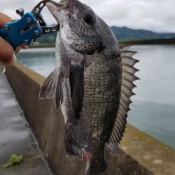今日は食いが良いみたいです