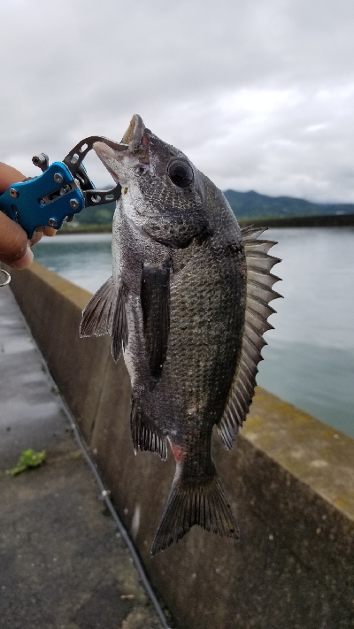 今日は食いが良いみたいです