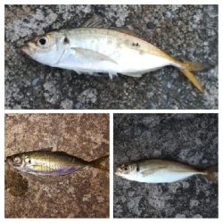 アジンガー1814〜1925