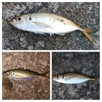 アジンガー1814〜1925